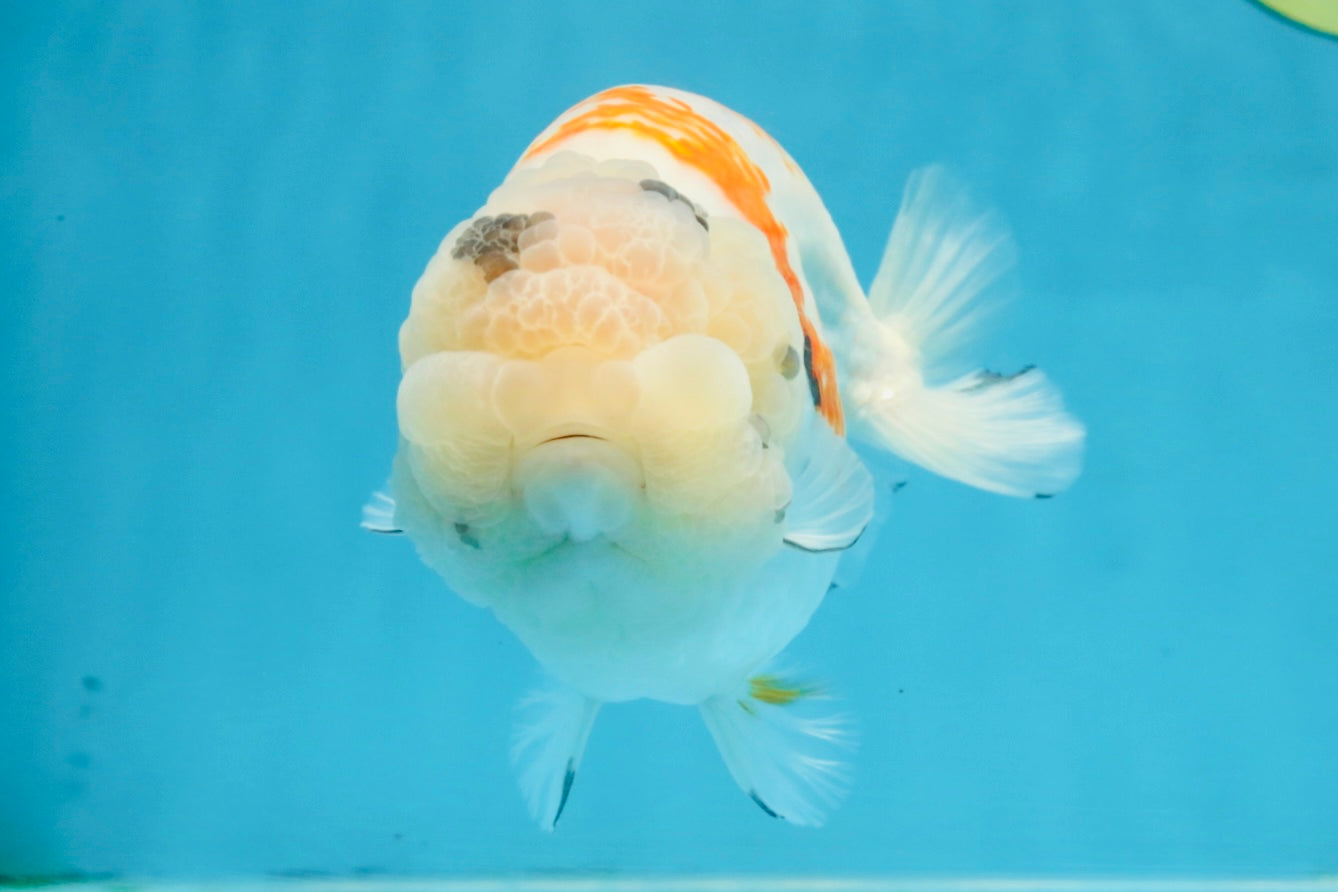 A Grade Sakura LionQueen 5.5 inches #110725LC_11