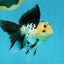 Panda Oranda Male 5.5-6 inches #032726OR_13