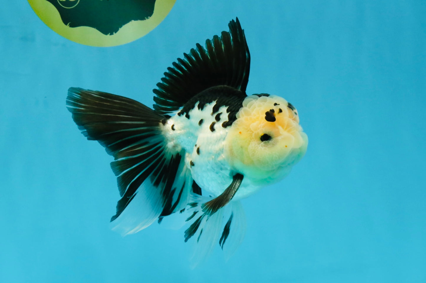 Panda Oranda Male 5.5-6 inches #032726OR_13