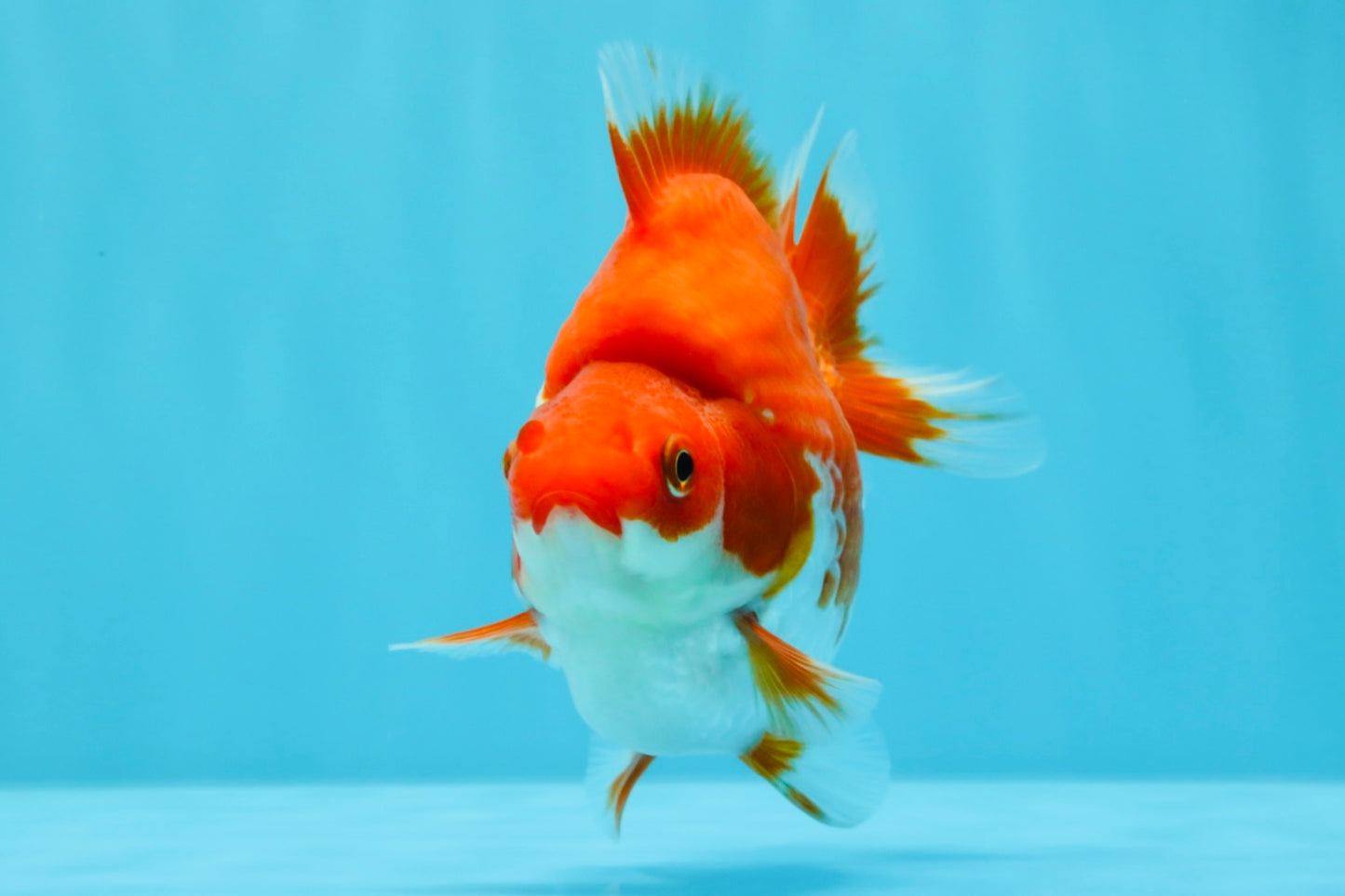 AAA Grade Red White Ryukin Female 4 inches #022026RK_12