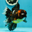 A Grade Pompom Tricolor Oranda Female 6.5 inches #112224OR_20