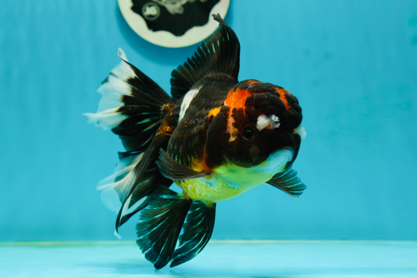 A Grade Pompom Tricolor Oranda Female 6.5 inches #112224OR_20