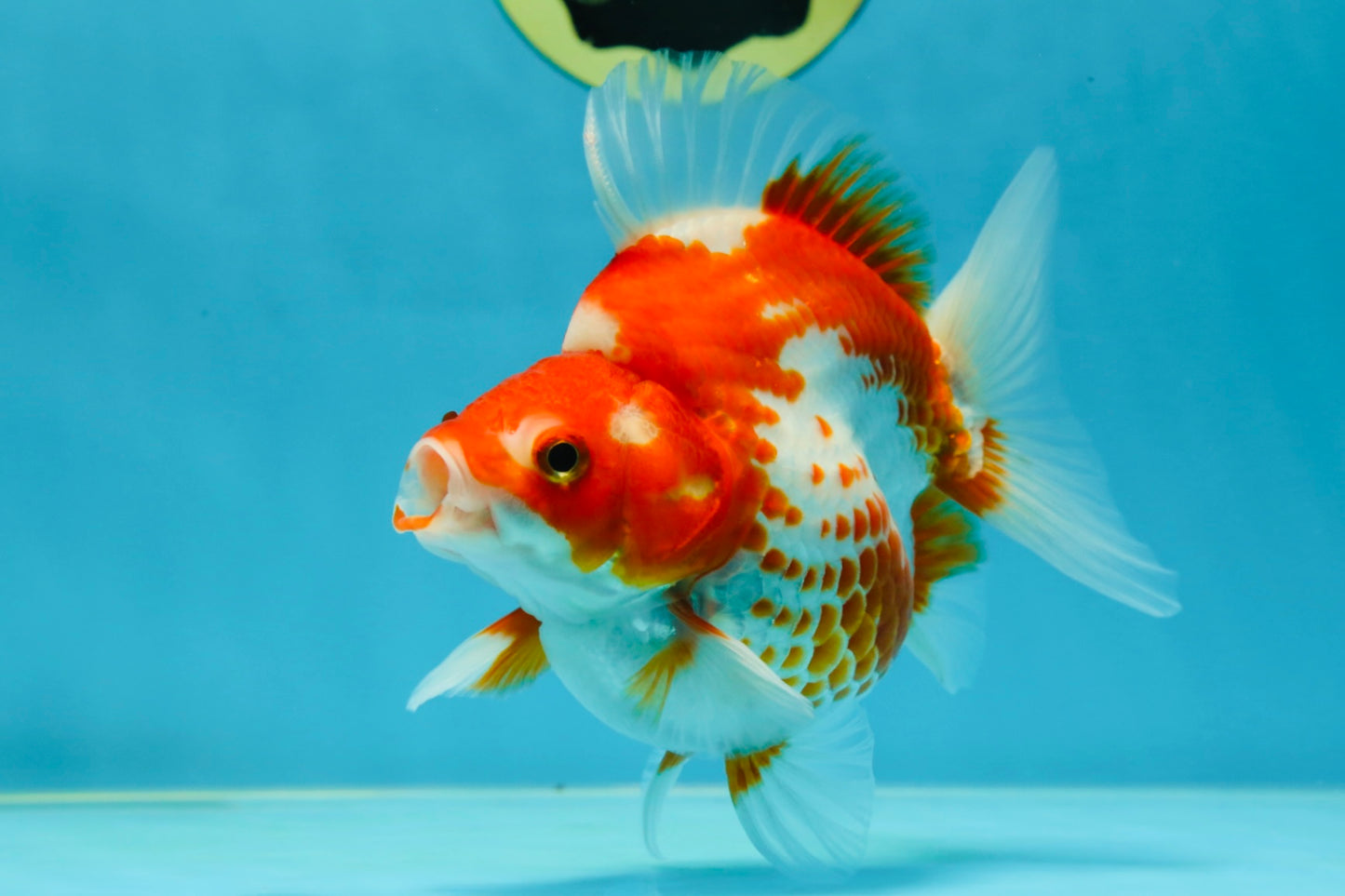 A GRADE Polkadot Red White Ryukin Female 5 inches #050925RK_19