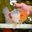 AAA Grade Marble Oranda Male 6.5 inches #022026OR_07