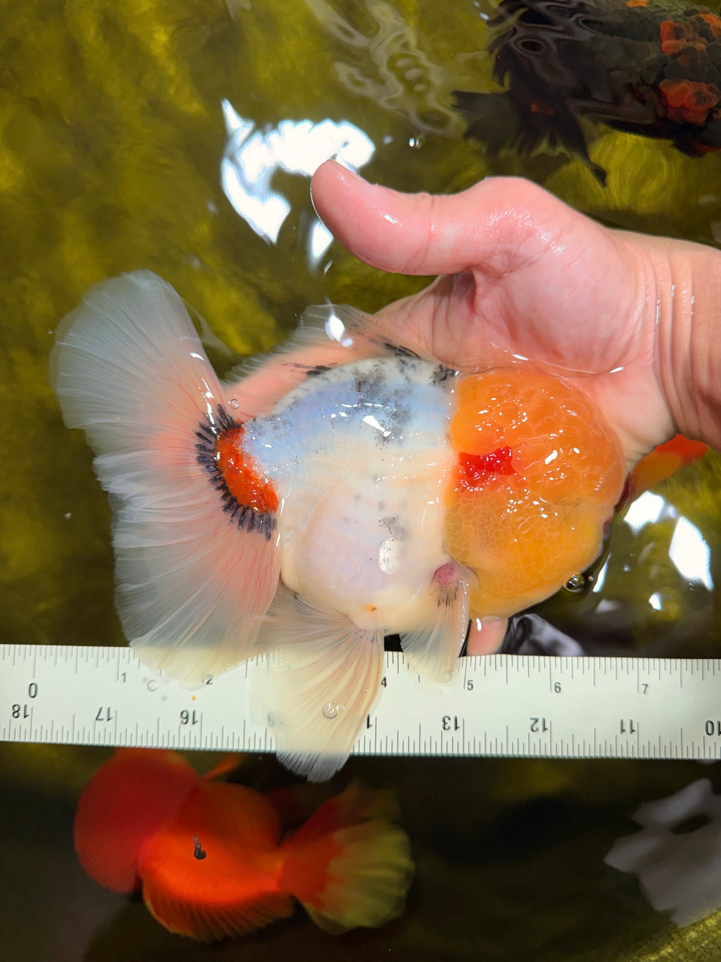 AAA Grade Marble Oranda Male 6.5 inches #022026OR_07