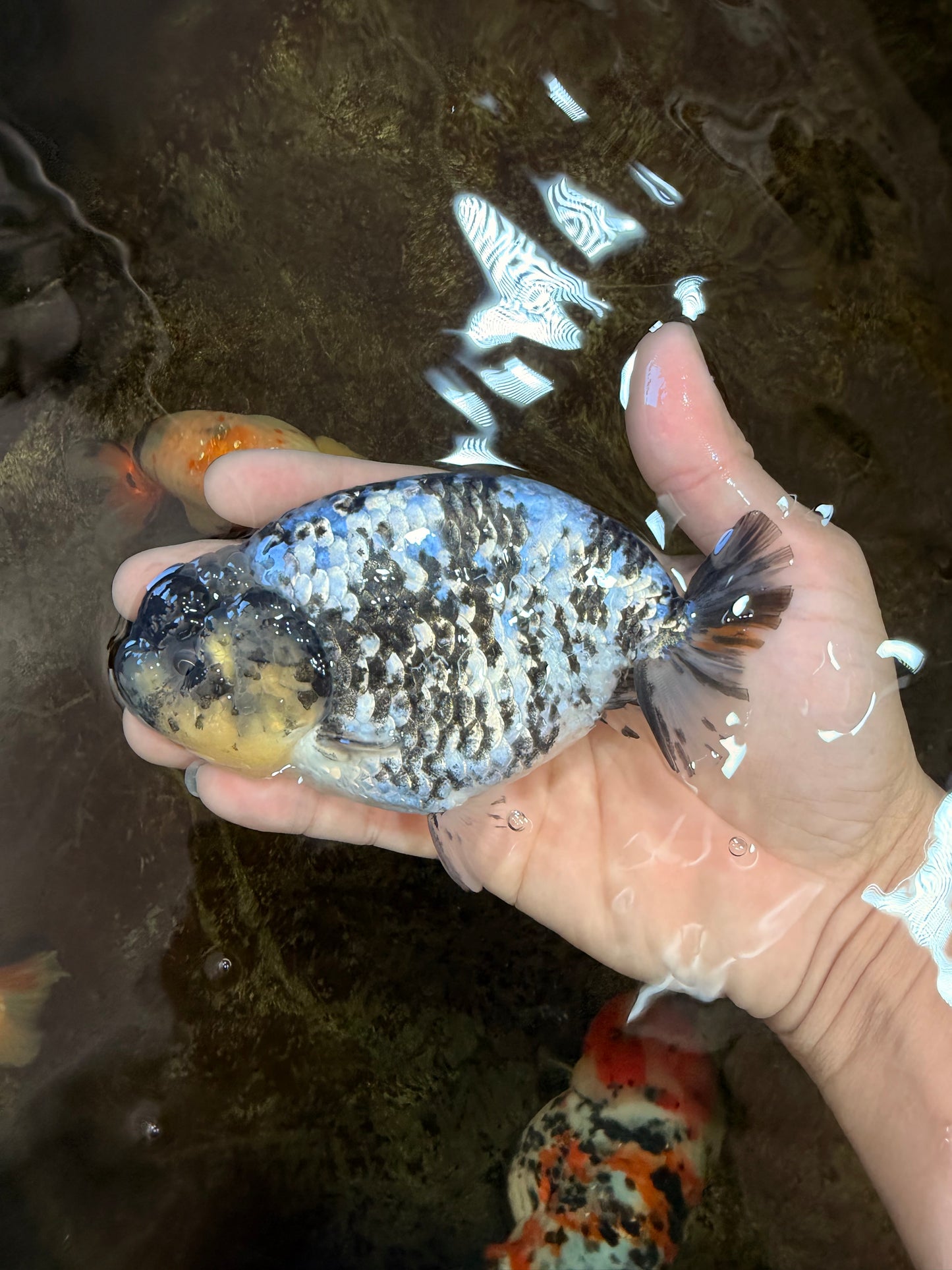 AAA Grade White Tiger LionQueen 5-5.5 inches #101025LC_17