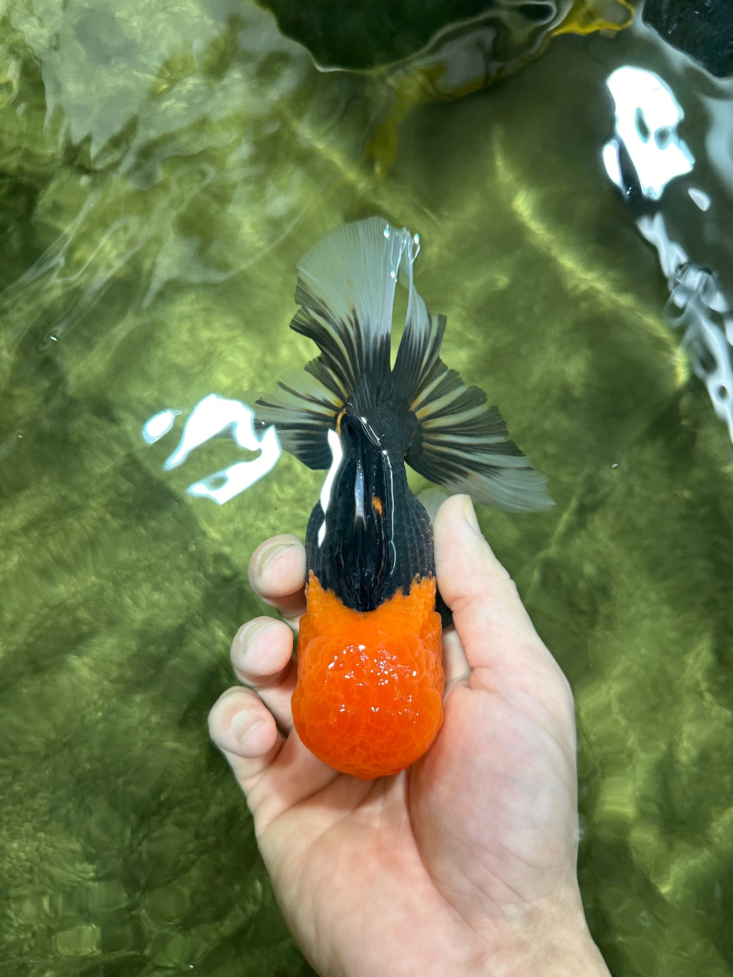 A Grade 🔴 Tricolor Orange Head Oranda Male 5-5.5  inches #0112OR_08
