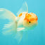 A Grade Red White Oranda Male 5-5.5 inches #102326OR_22