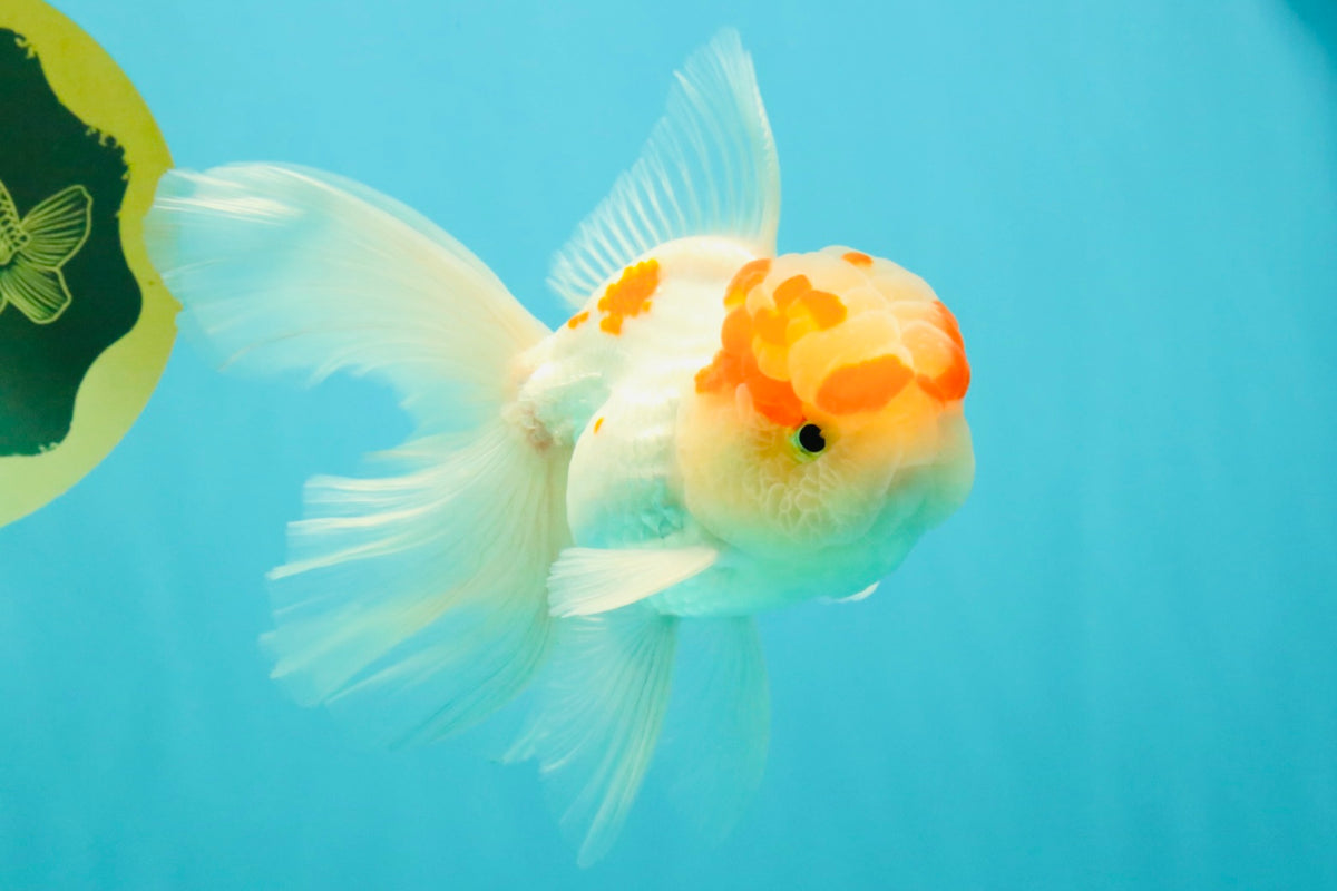 A Grade Red White Oranda Male 5-5.5 inches #102326OR_22