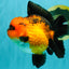 CHARLIE AAA Grade Apache Oranda Female 6 inches #071026OR_23