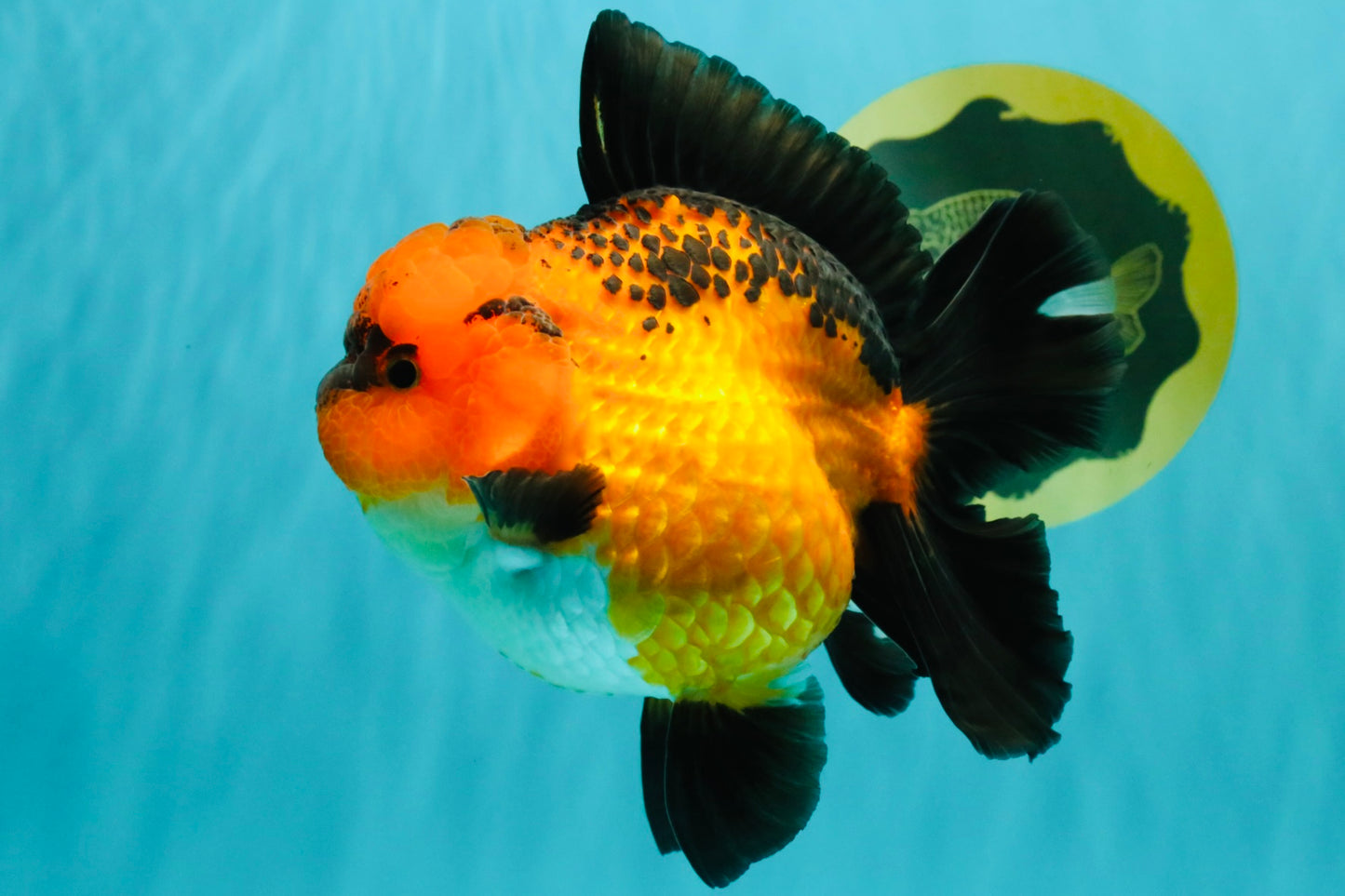 CHARLIE AAA Grade Apache Oranda Female 6 inches #071026OR_23