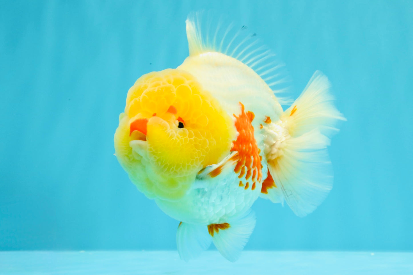 BIG WEN AAA Grade Godzilla Red White Lipstick Yuanbao Male 5.5 inches #030626YB_11