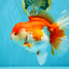JUMBO AAA Grade Red White Oranda Female 7 inches #040326OR_22