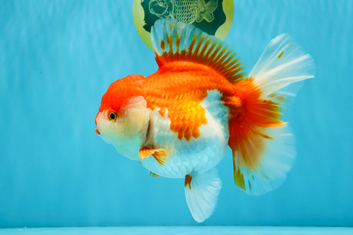 JUMBO AAA Grade Red White Oranda Female 7 inches #040326OR_22