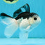 A Grade Nugget SO CUTE Panda Button Eyes Oranda Male 4.5 inches #010325OR_15