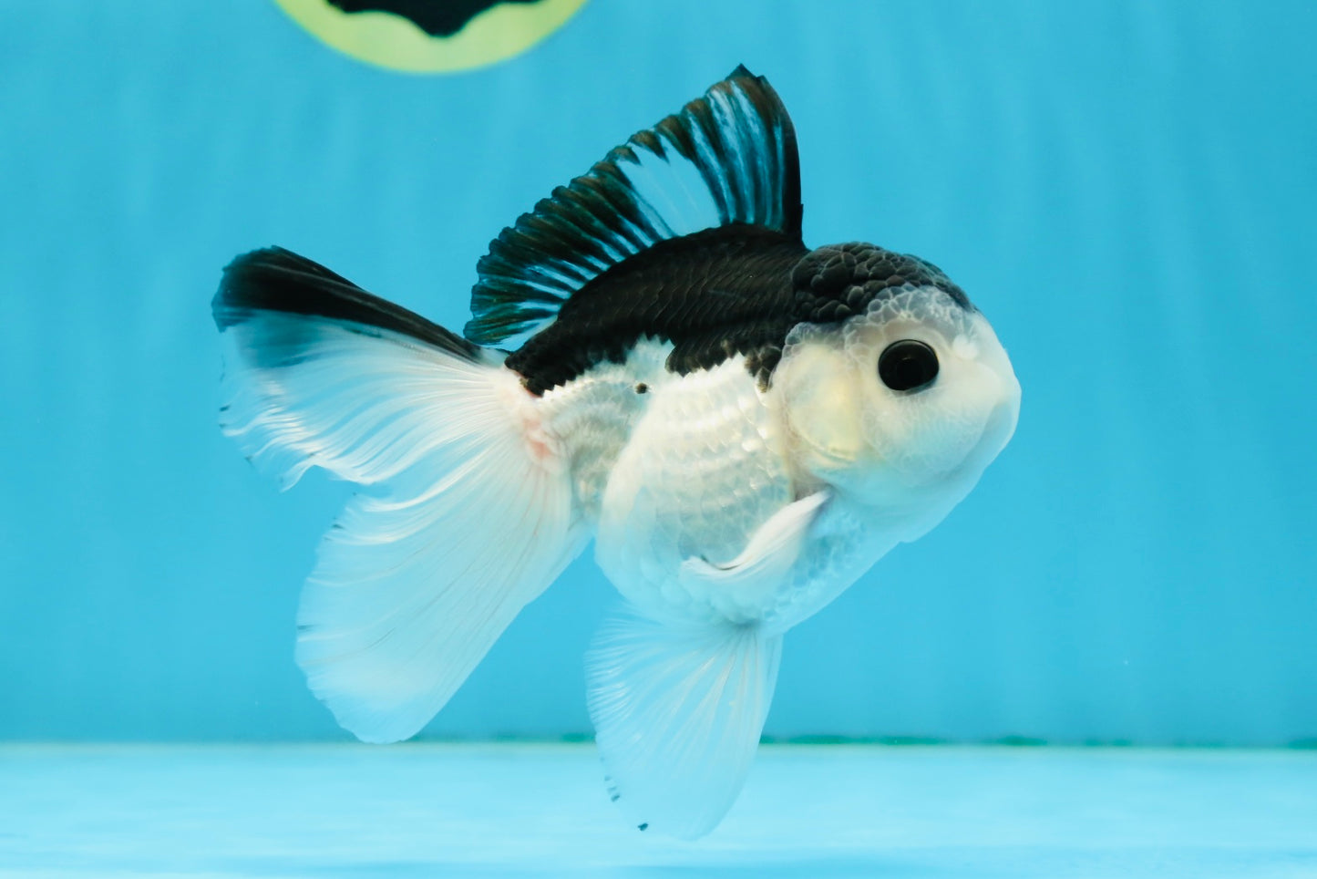 A Grade Nugget SO CUTE Panda Button Eyes Oranda Male 4.5 inches #010325OR_15