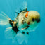 A Grade Marble Oranda Male 5.5 inches #050126OR_13