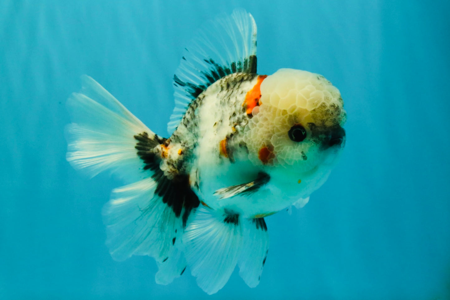 A Grade Marble Oranda Male 5.5 inches #050126OR_13