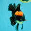 A Grade Tricolor Red Head Oranda Male 5-5.5 inches #041726OR_10