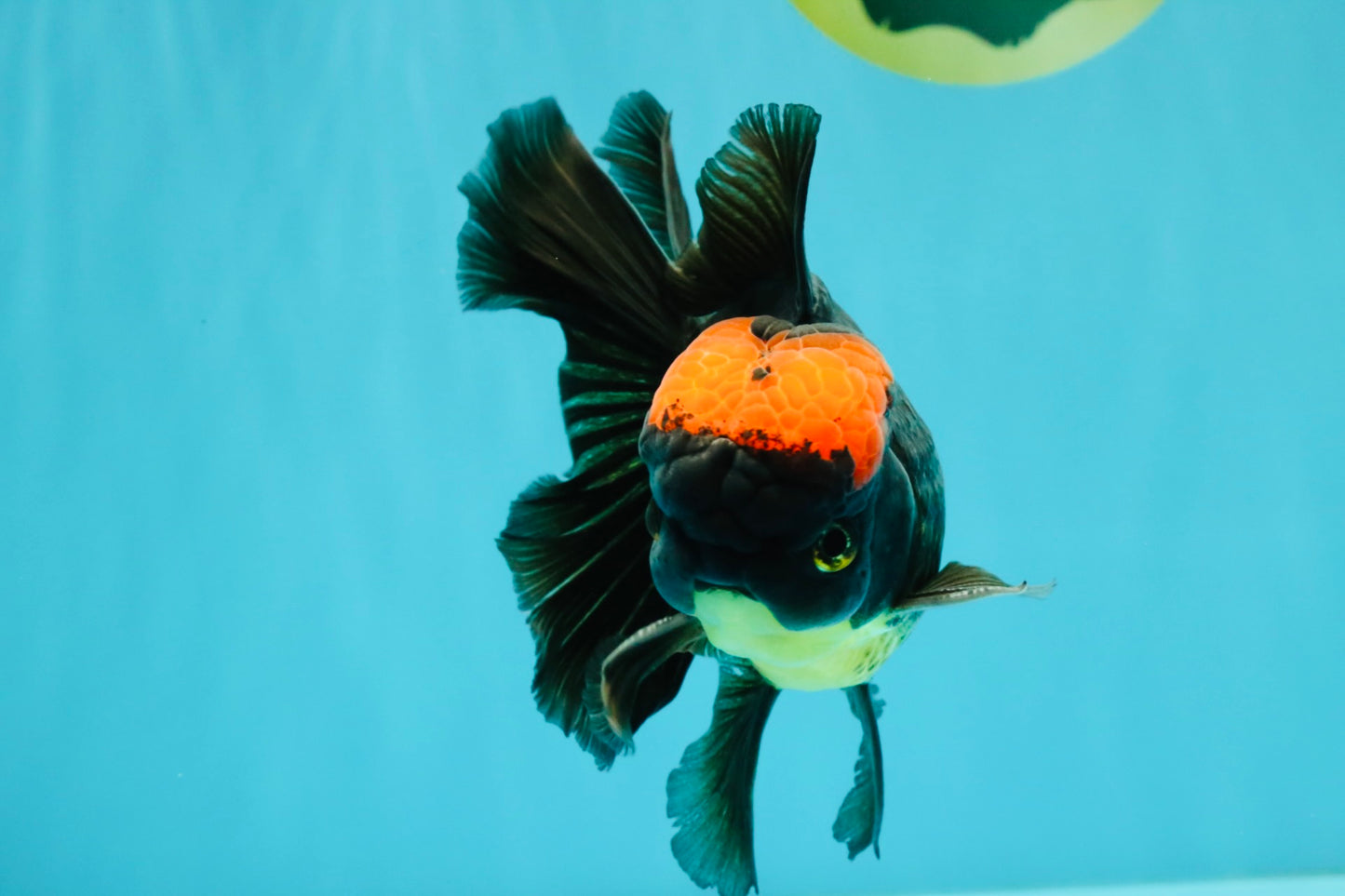 A Grade Tricolor Red Head Oranda Male 5-5.5 inches #041726OR_10