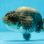 A Grade RARE Blue LionQueen 4.5 inches #062025LC_12