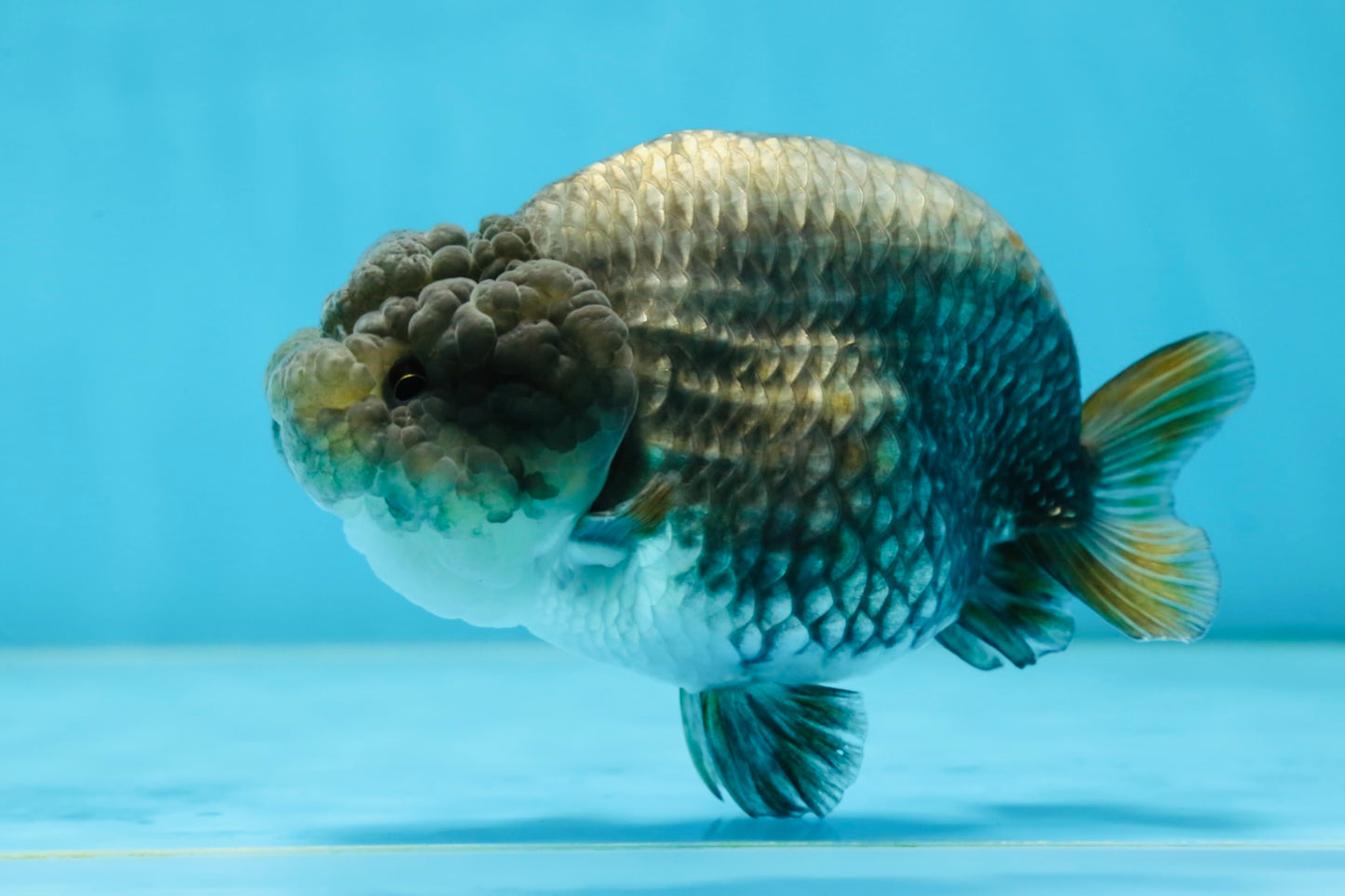 A Grade RARE Blue LionQueen 4.5 inches #062025LC_12