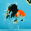 A Grade Tricolor Oranda Male 5-5.5 inches #082225OR_19
