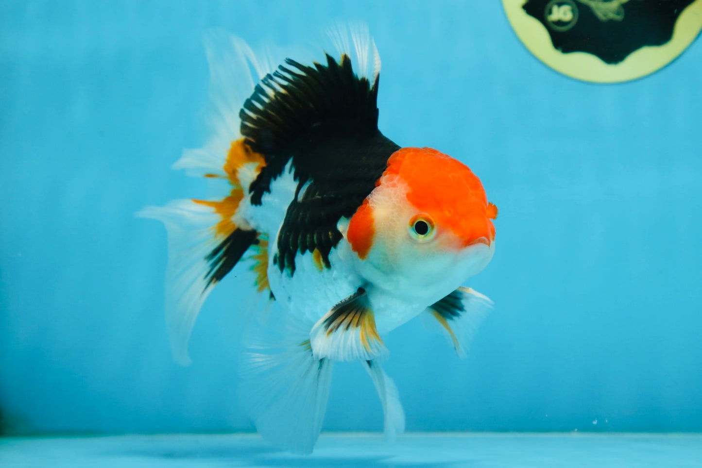 A Grade Tricolor Oranda Male 5-5.5 inches #082225OR_19