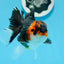 AAA Grade Tricolor Oranda Male 4.5 inches #0830OR_17