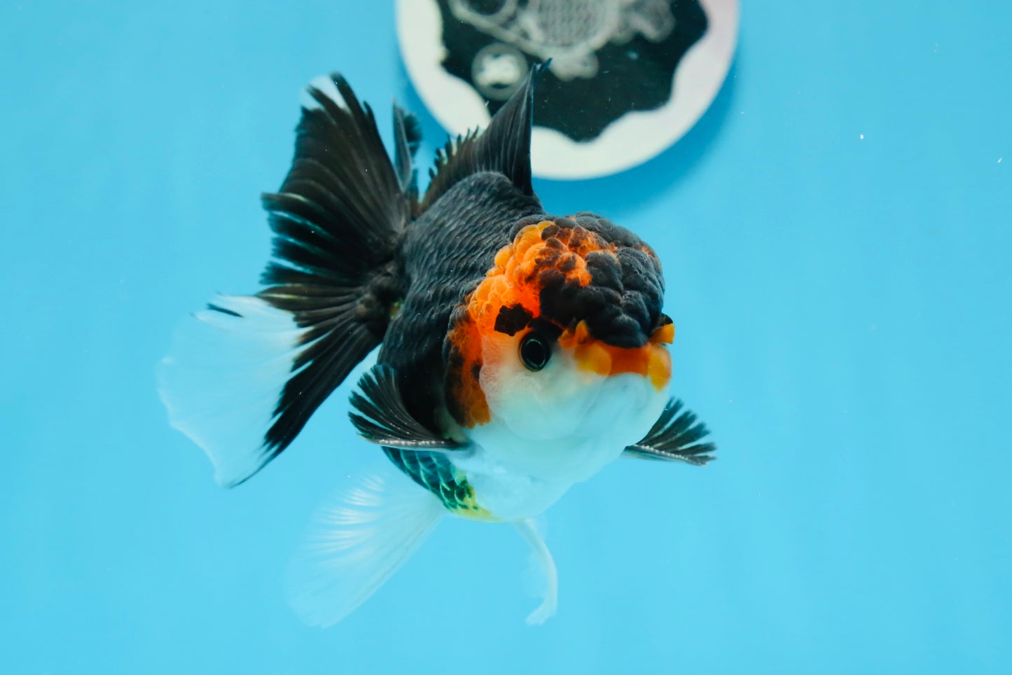 AAA Grade Tricolor Oranda Male 4.5 inches #0830OR_17