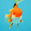 MARIO AAA Grade Red White Oranda Male 5.5 inches #030626OR_20