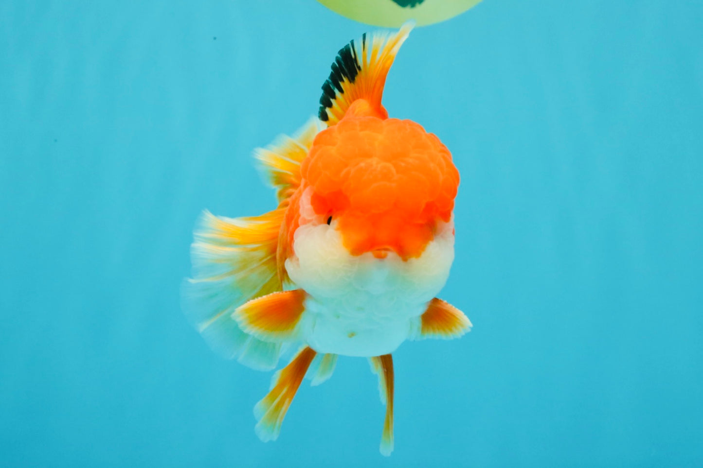 MARIO AAA Grade Red White Oranda Male 5.5 inches #030626OR_20