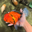 A Grade Tiger Oranda Female 7.5-8  inches #100226OR_34