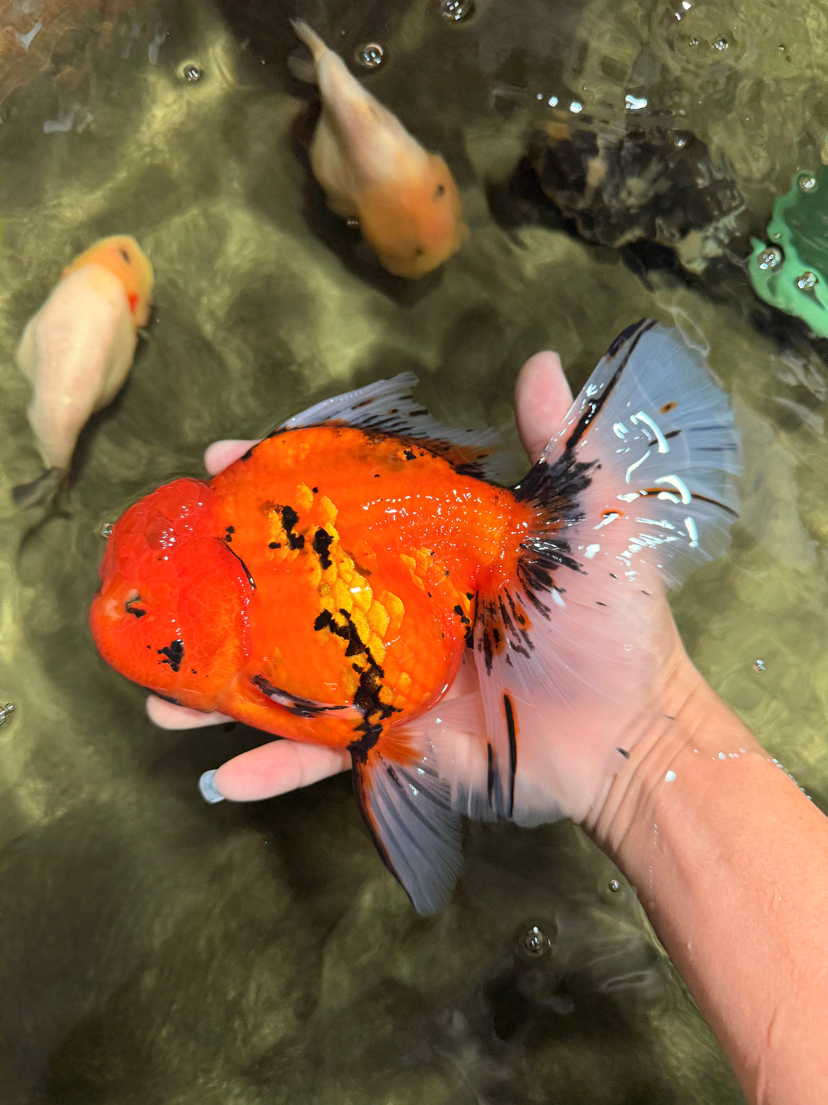 A Grade Tiger Oranda Female 7.5-8  inches #100226OR_34