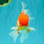 VISION A Grade Red White Oranda Male 6 inches #070626OR_08