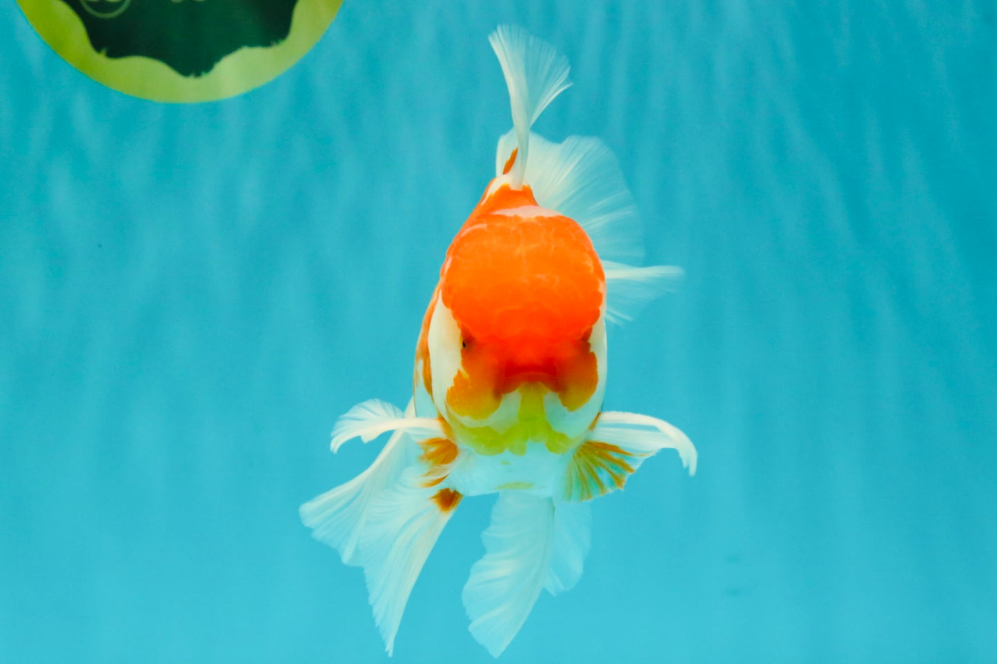 VISION A Grade Red White Oranda Male 6 inches #070626OR_08