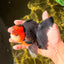 Tricolor Button Eyes Oranda Male 5.5 inches #032026OR_15