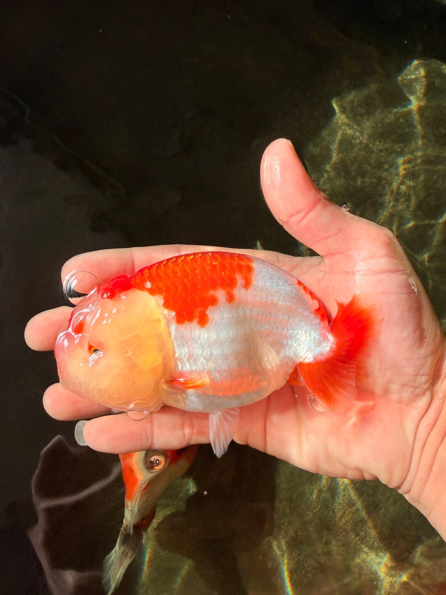 A Grade Red White LionQueen 4.5-5 inches #032726LC_21