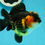 A Grade Tricolor Yuanbao Male 4.5 inches #112224YB_34