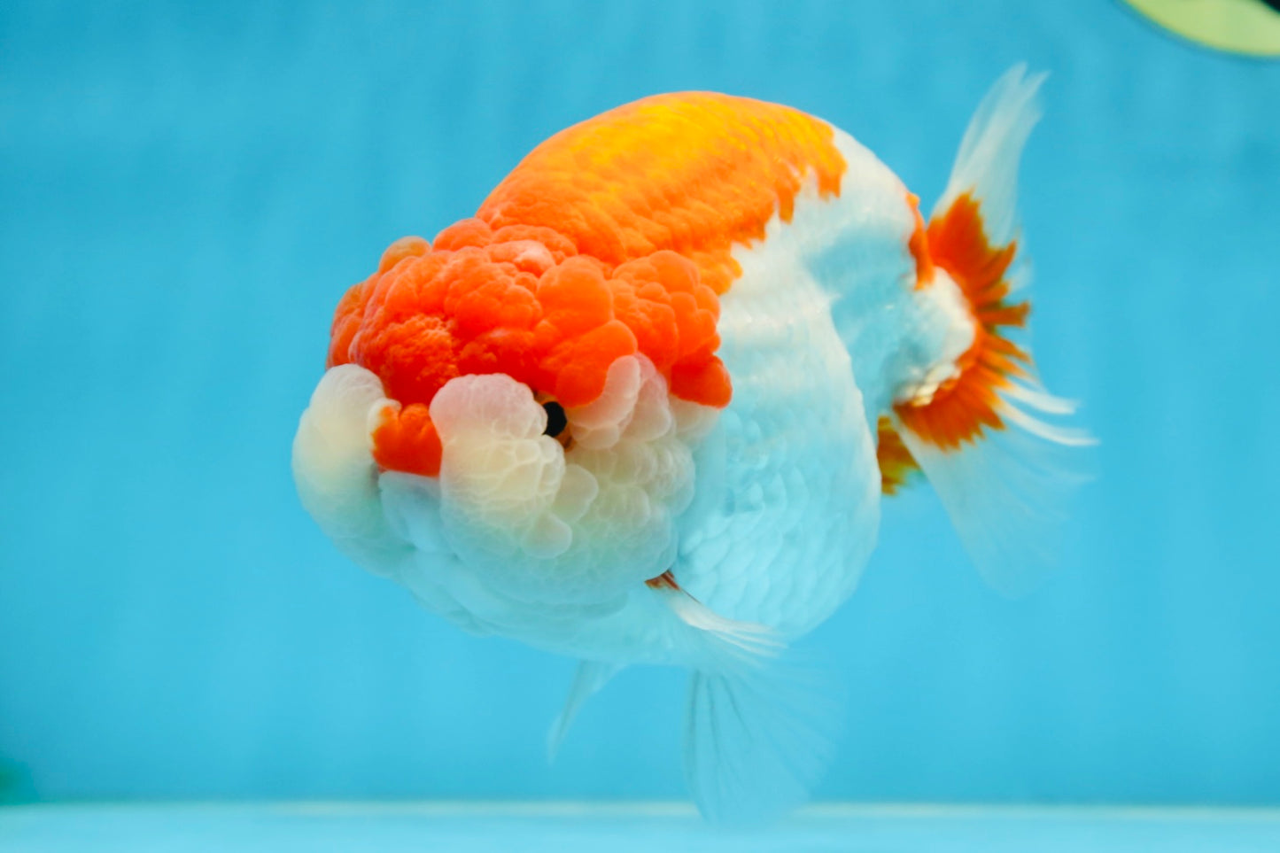 AAA Grade Red White LionKing 5.5-6 inches #081525LC_01