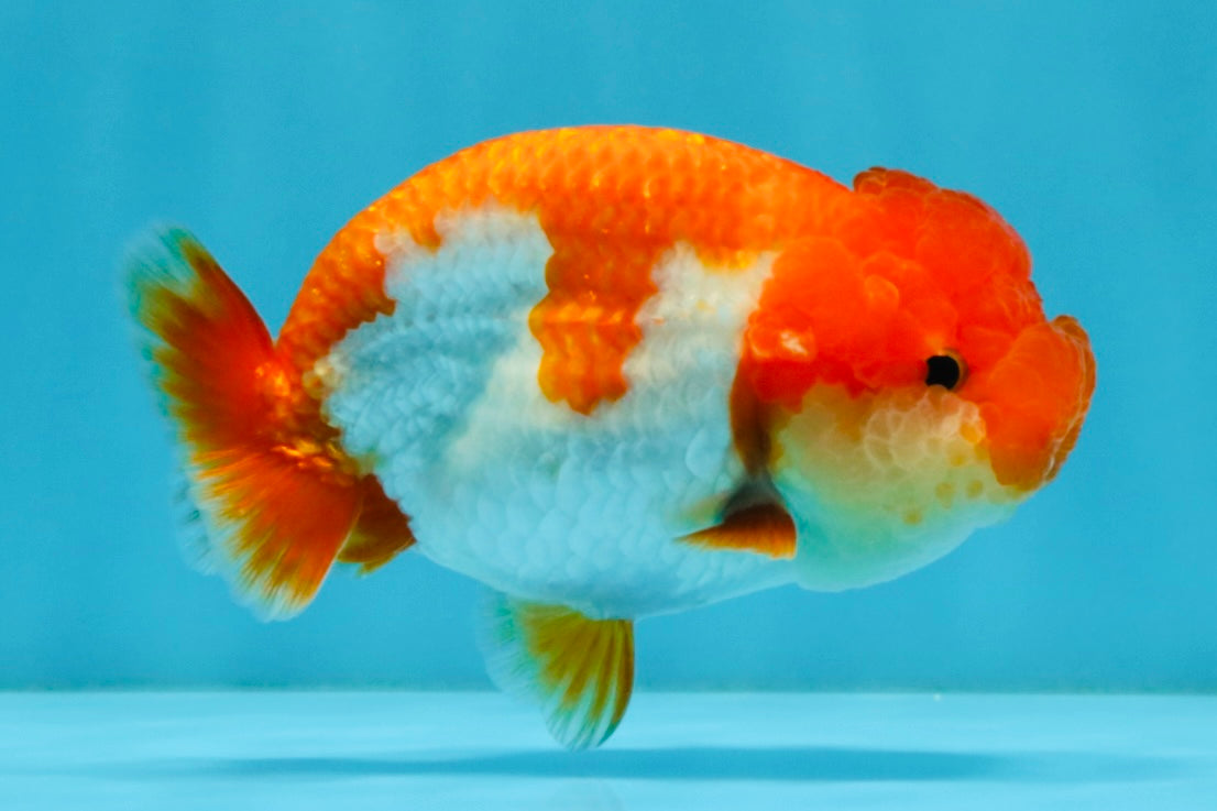 TOMATO A Grade Red White LionQueen 4-4.5 inches #032726LC_17