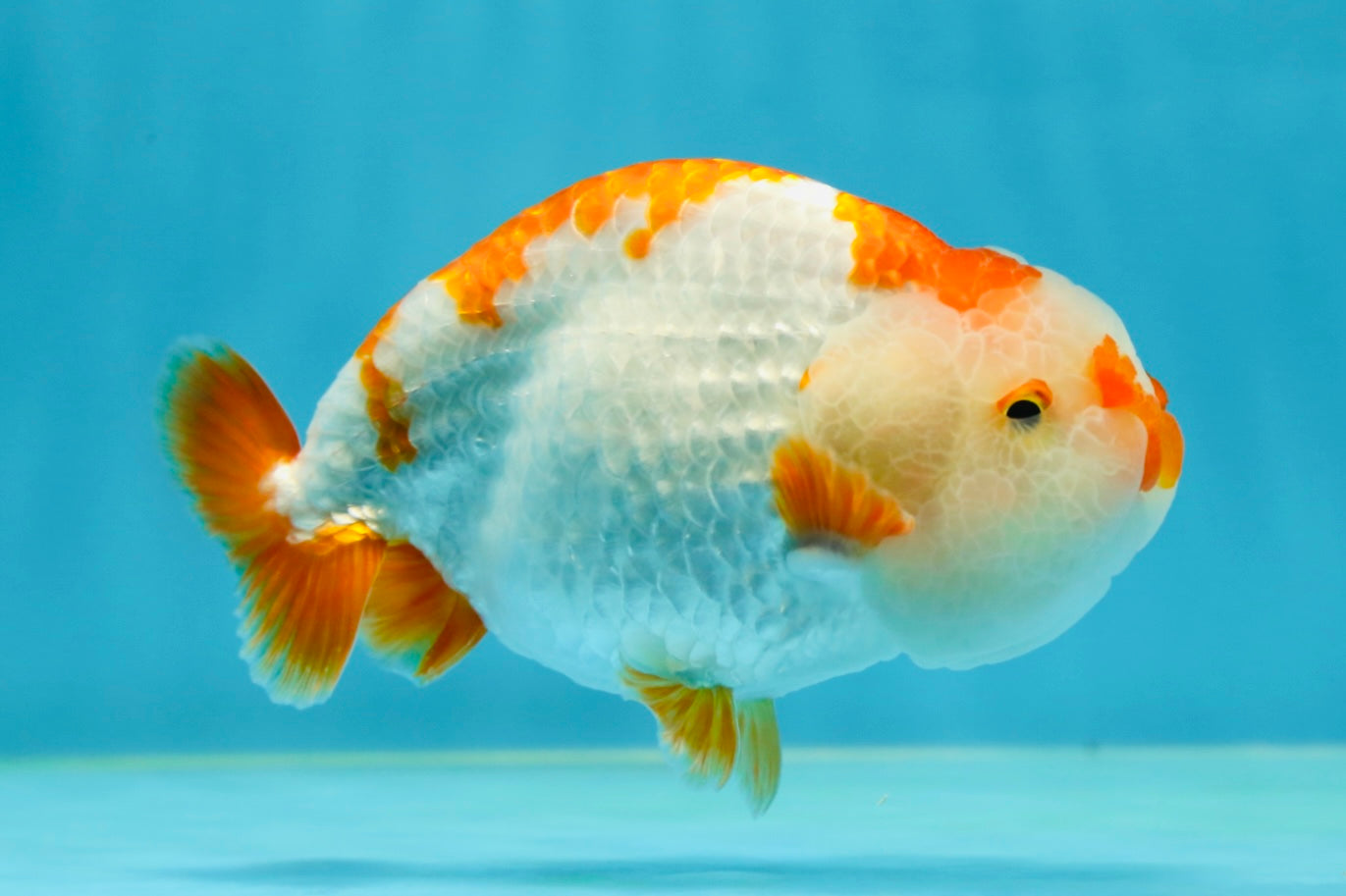 A Grade Kohaku LionKing 4.5 inches #050925LC_12