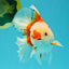 A Grade Red White Oranda Male 6 inches #041726OR_20