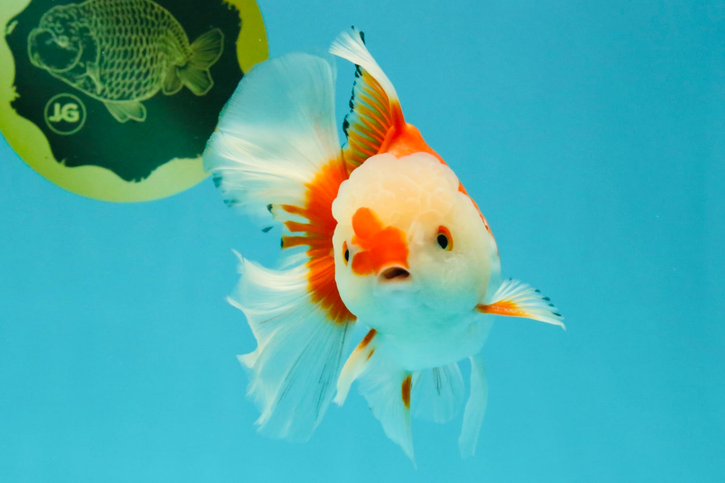 A Grade Red White Oranda Male 6 inches #041726OR_20