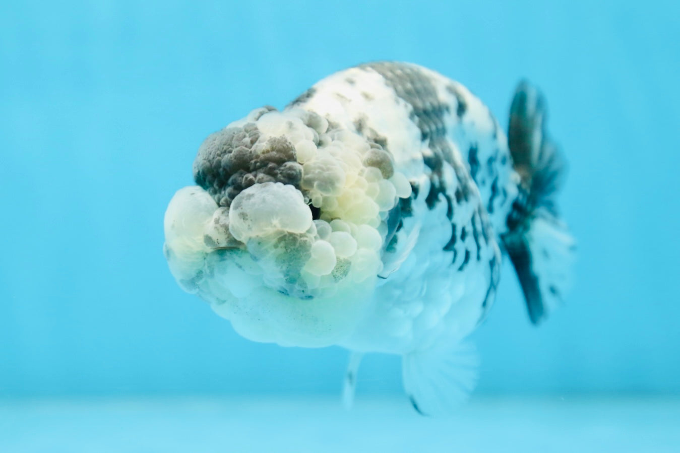 AAA Grade UNIQUE White Tiger LionQueen 4.5-5 inches #090525LC_03