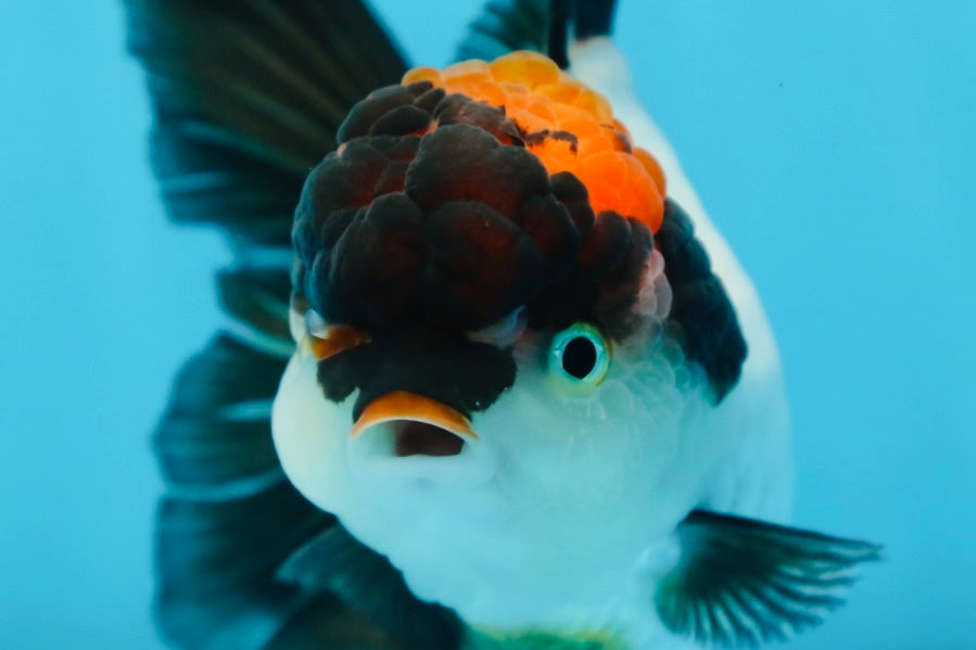 Tricolor Oranda Female 5 inches #090525OR_18