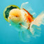 FLUFFY AAA Grade Jumbo Boradtail Red White Oranda Male 8.5 inches #072426OR_02