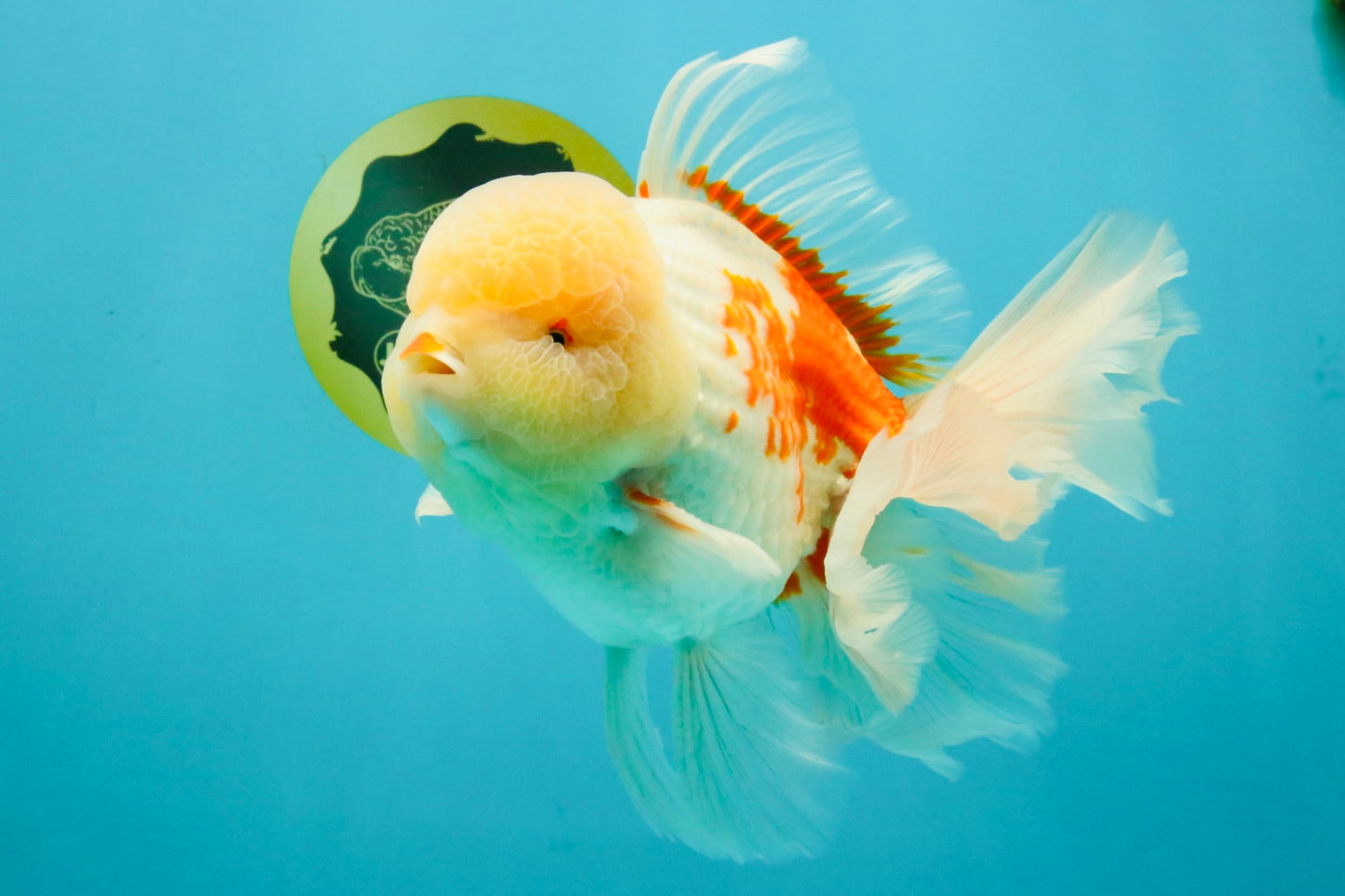 FLUFFY AAA Grade Jumbo Boradtail Red White Oranda Male 8.5 inches #072426OR_02
