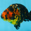 SPECIAL A Grade Chinese Tiger Ranchu Male 5 inches #102425RC_01