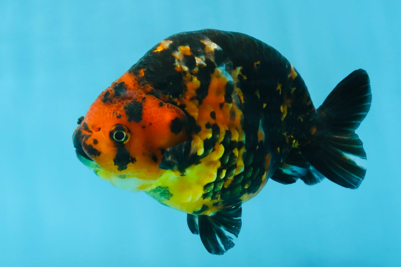 SPECIAL A Grade Chinese Tiger Ranchu Male 5 inches #102425RC_01